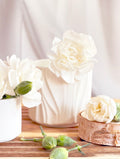 Teakwood Jasmine